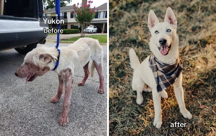 80 Heartwarming Before-And-After Pics Of Dogs Who Were Rescued At Their Worst (New Pics)