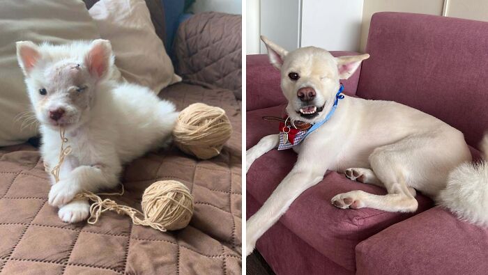 80 Heartwarming Before-And-After Pics Of Dogs Who Were Rescued At Their Worst (New Pics)