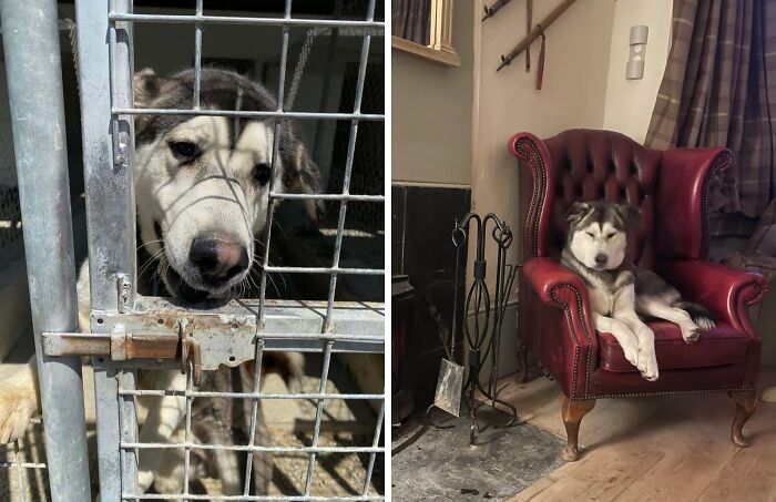80 Heartwarming Before-And-After Pics Of Dogs Who Were Rescued At Their Worst (New Pics)