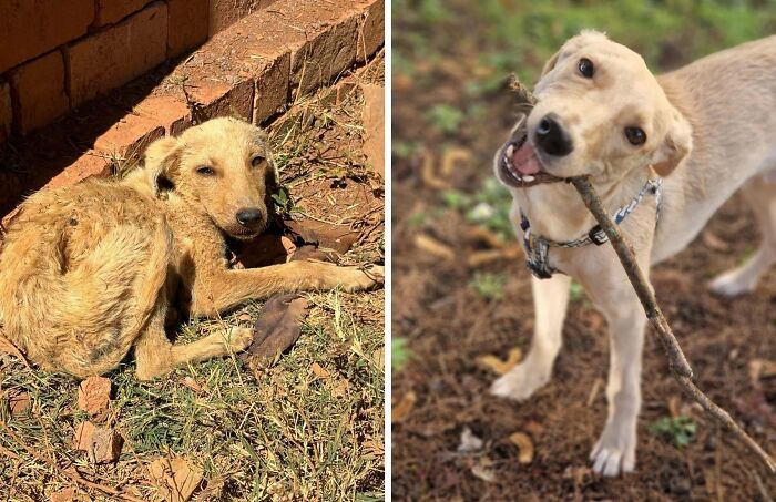 80 Heartwarming Before-And-After Pics Of Dogs Who Were Rescued At Their Worst (New Pics)