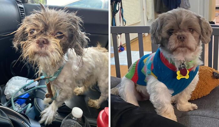 80 Heartwarming Before-And-After Pics Of Dogs Who Were Rescued At Their Worst (New Pics)