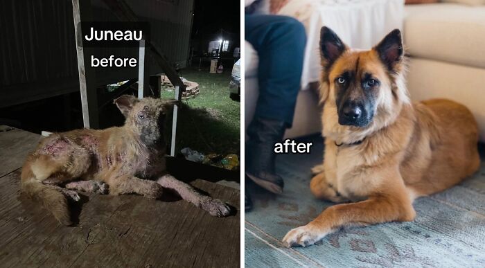 80 Heartwarming Before-And-After Pics Of Dogs Who Were Rescued At Their Worst (New Pics)