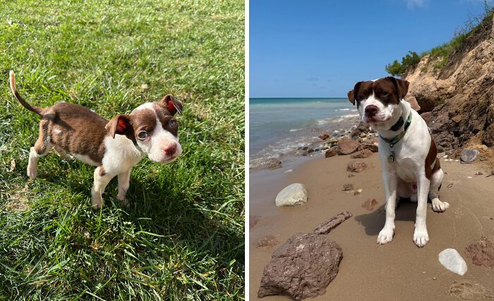 80 Heartwarming Before-And-After Pics Of Dogs Who Were Rescued At Their Worst (New Pics)