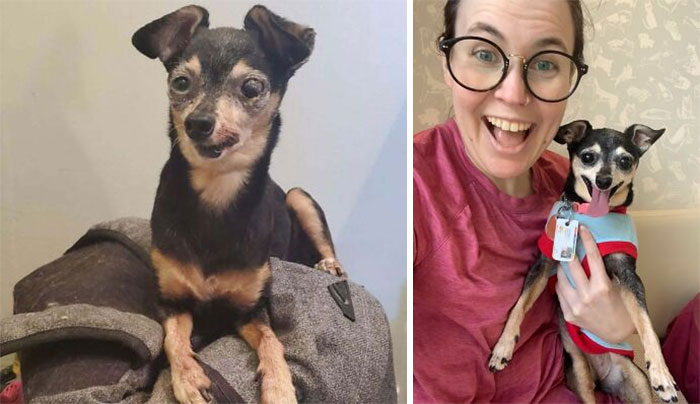80 Heartwarming Before-And-After Pics Of Dogs Who Were Rescued At Their Worst (New Pics)