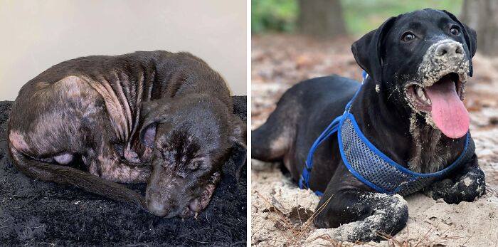 80 Heartwarming Before-And-After Pics Of Dogs Who Were Rescued At Their Worst (New Pics)