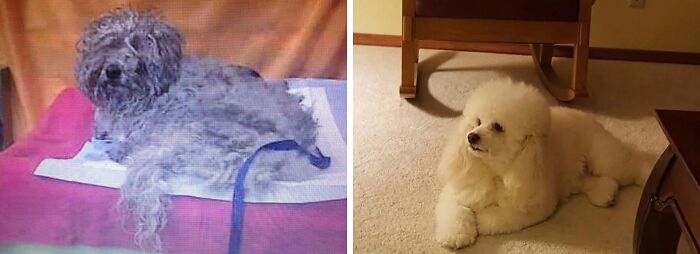 80 Heartwarming Before-And-After Pics Of Dogs Who Were Rescued At Their Worst (New Pics)