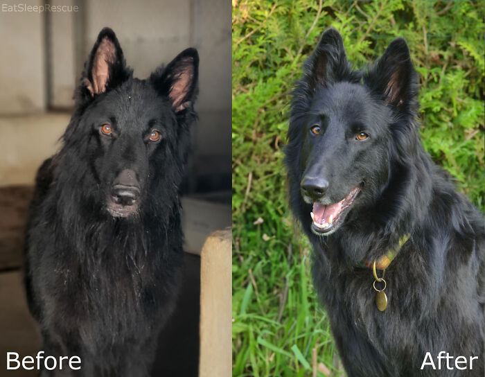 80 Heartwarming Before-And-After Pics Of Dogs Who Were Rescued At Their Worst (New Pics)