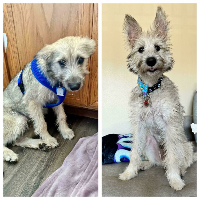 80 Heartwarming Before-And-After Pics Of Dogs Who Were Rescued At Their Worst (New Pics)