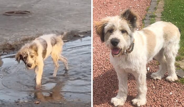 80 Heartwarming Before-And-After Pics Of Dogs Who Were Rescued At Their Worst (New Pics)