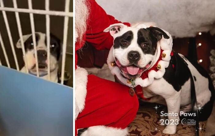 80 Heartwarming Before-And-After Pics Of Dogs Who Were Rescued At Their Worst (New Pics)