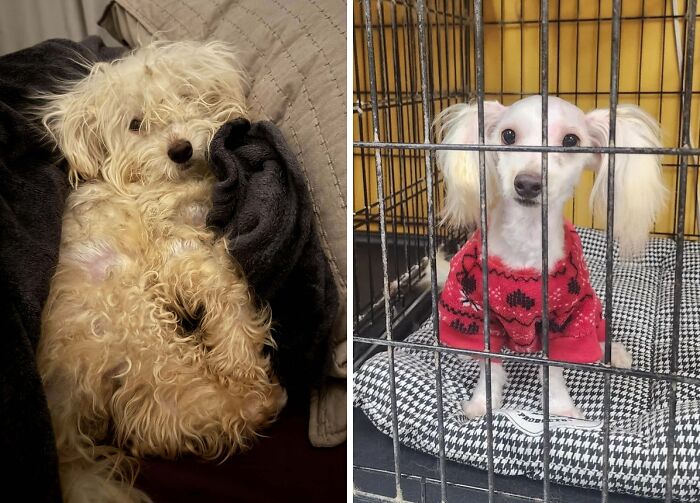 80 Heartwarming Before-And-After Pics Of Dogs Who Were Rescued At Their Worst (New Pics)