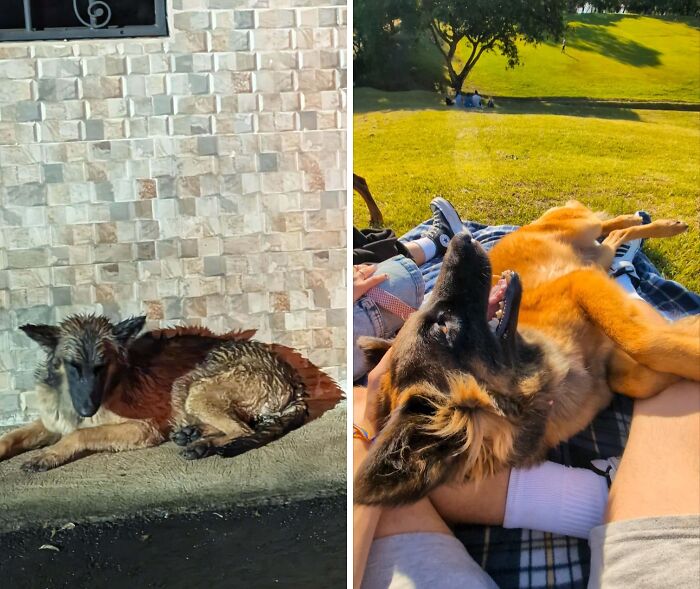 80 Heartwarming Before-And-After Pics Of Dogs Who Were Rescued At Their Worst (New Pics)
