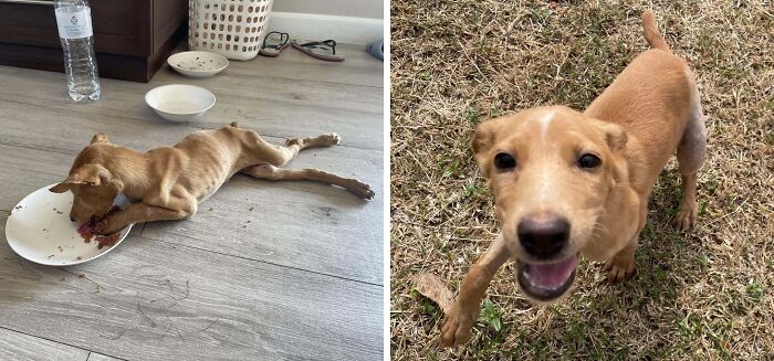 80 Heartwarming Before-And-After Pics Of Dogs Who Were Rescued At Their Worst (New Pics)