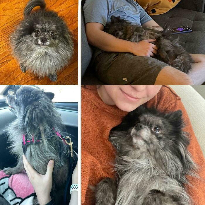 80 Heartwarming Before-And-After Pics Of Dogs Who Were Rescued At Their Worst (New Pics)
