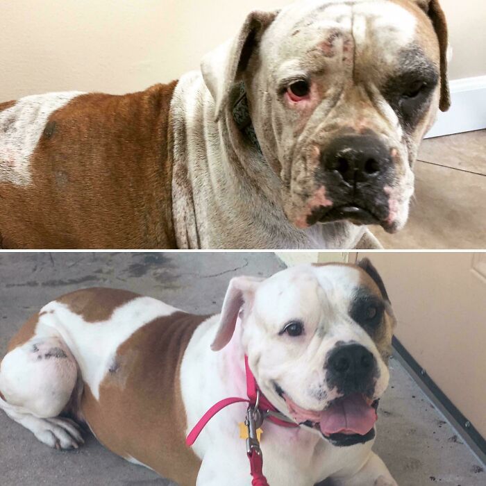 80 Heartwarming Before-And-After Pics Of Dogs Who Were Rescued At Their Worst (New Pics)