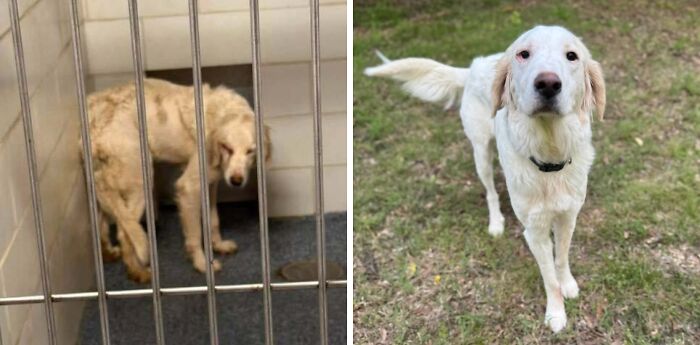 80 Heartwarming Before-And-After Pics Of Dogs Who Were Rescued At Their Worst (New Pics)