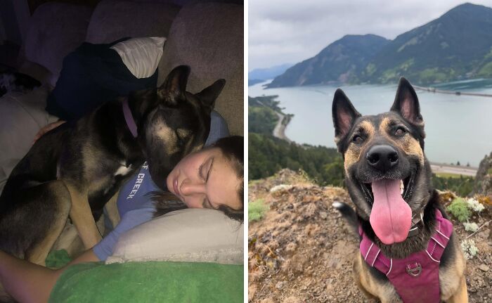 80 Heartwarming Before-And-After Pics Of Dogs Who Were Rescued At Their Worst (New Pics)
