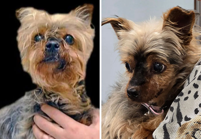 80 Heartwarming Before-And-After Pics Of Dogs Who Were Rescued At Their Worst (New Pics)