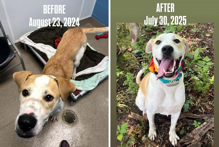 80 Heartwarming Before-And-After Pics Of Dogs Who Were Rescued At Their Worst (New Pics)