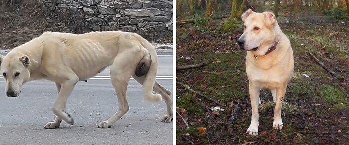 80 Heartwarming Before-And-After Pics Of Dogs Who Were Rescued At Their Worst (New Pics)