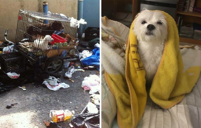 80 Heartwarming Before-And-After Pics Of Dogs Who Were Rescued At Their Worst (New Pics)