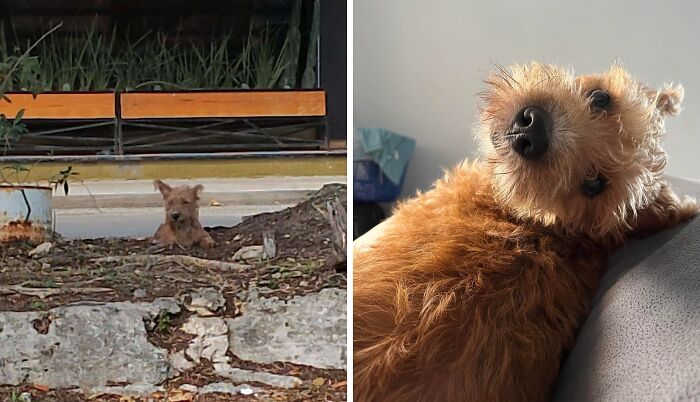 80 Heartwarming Before-And-After Pics Of Dogs Who Were Rescued At Their Worst (New Pics)