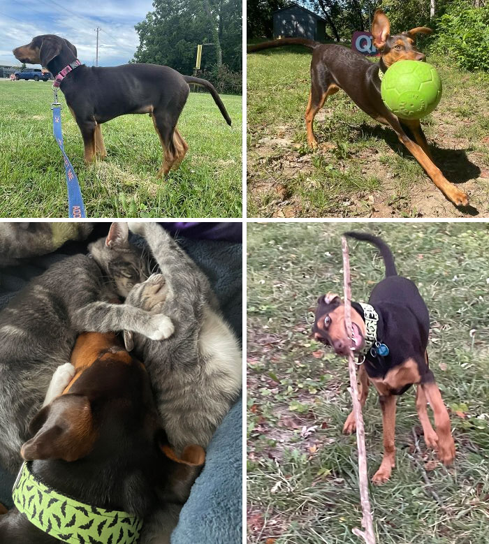 80 Heartwarming Before-And-After Pics Of Dogs Who Were Rescued At Their Worst (New Pics)