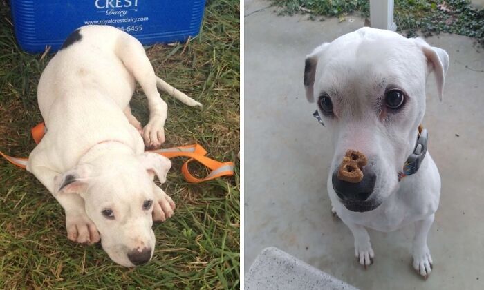 80 Heartwarming Before-And-After Pics Of Dogs Who Were Rescued At Their Worst (New Pics)
