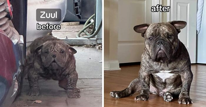80 Heartwarming Before-And-After Pics Of Dogs Who Were Rescued At Their Worst (New Pics)