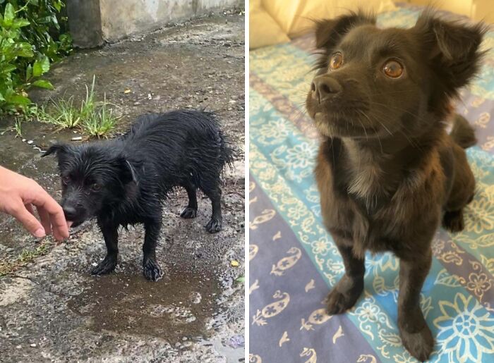 80 Heartwarming Before-And-After Pics Of Dogs Who Were Rescued At Their Worst (New Pics)