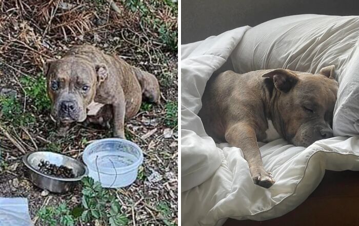 80 Heartwarming Before-And-After Pics Of Dogs Who Were Rescued At Their Worst (New Pics)