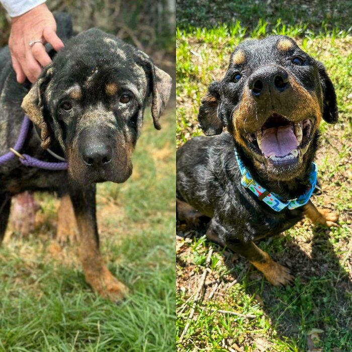 80 Heartwarming Before-And-After Pics Of Dogs Who Were Rescued At Their Worst (New Pics)