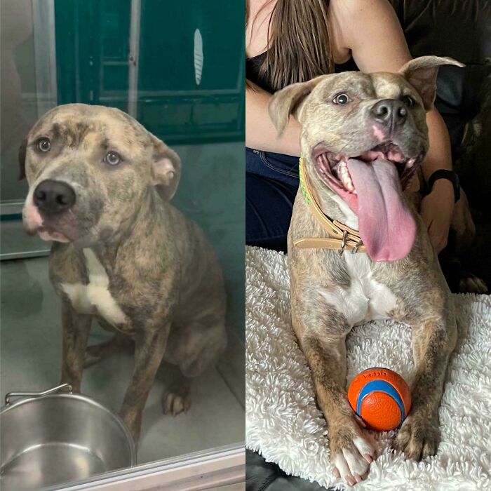 80 Heartwarming Before-And-After Pics Of Dogs Who Were Rescued At Their Worst (New Pics)