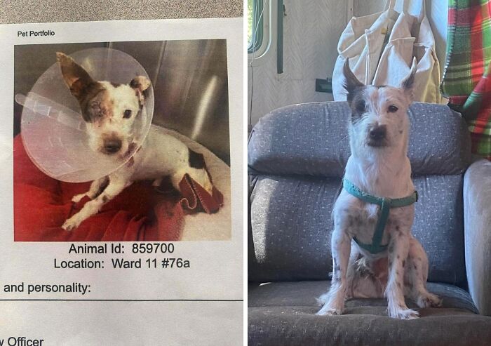 80 Heartwarming Before-And-After Pics Of Dogs Who Were Rescued At Their Worst (New Pics)