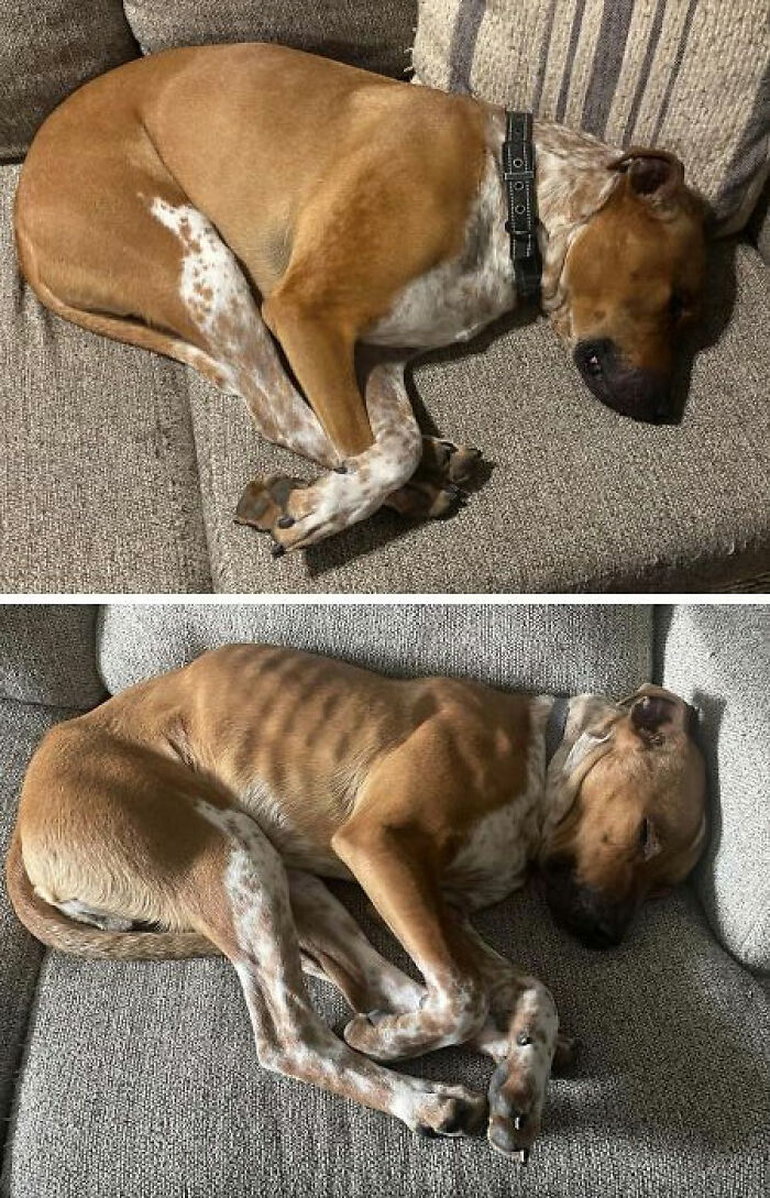 80 Heartwarming Before-And-After Pics Of Dogs Who Were Rescued At Their Worst (New Pics)
