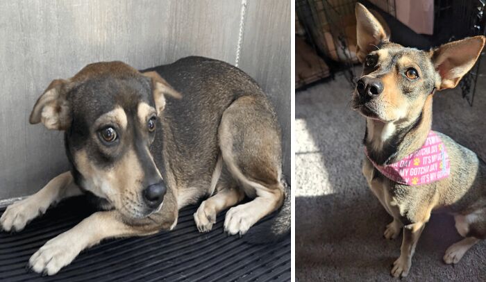 80 Heartwarming Before-And-After Pics Of Dogs Who Were Rescued At Their Worst (New Pics)
