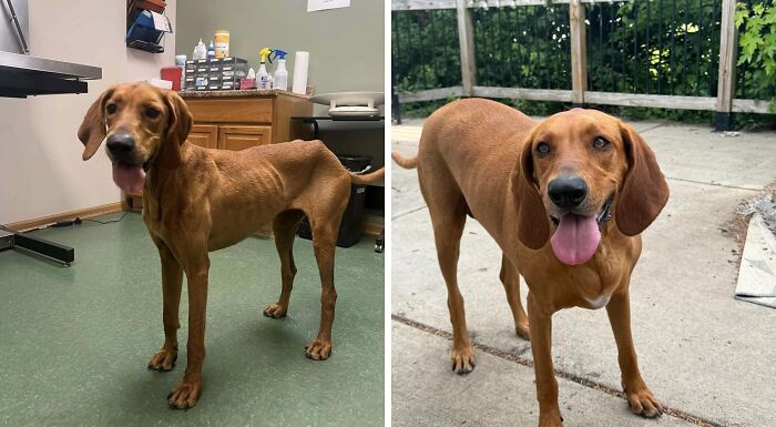 80 Heartwarming Before-And-After Pics Of Dogs Who Were Rescued At Their Worst (New Pics)