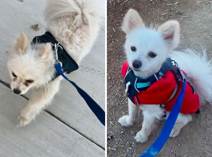 80 Heartwarming Before-And-After Pics Of Dogs Who Were Rescued At Their Worst (New Pics)