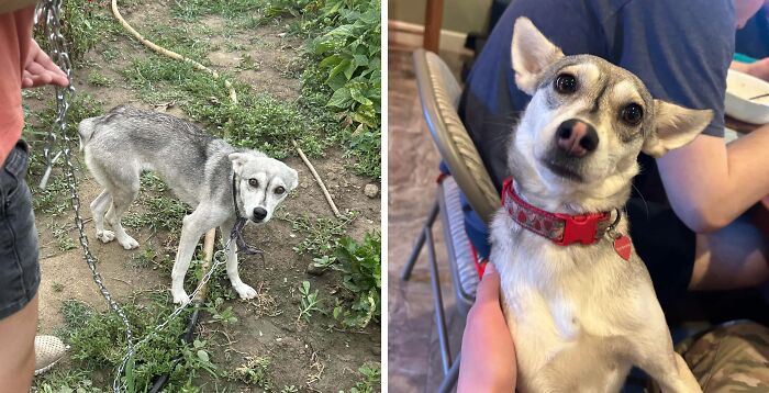 80 Heartwarming Before-And-After Pics Of Dogs Who Were Rescued At Their Worst (New Pics)