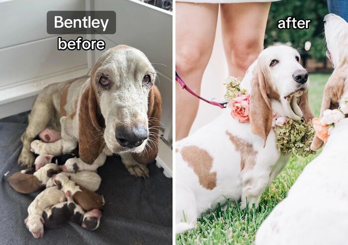 80 Heartwarming Before-And-After Pics Of Dogs Who Were Rescued At Their Worst (New Pics)