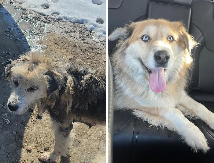 80 Heartwarming Before-And-After Pics Of Dogs Who Were Rescued At Their Worst (New Pics)