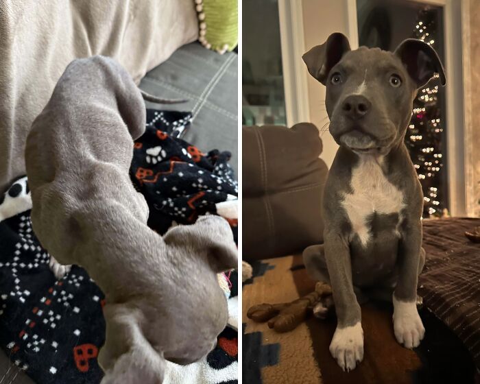 80 Heartwarming Before-And-After Pics Of Dogs Who Were Rescued At Their Worst (New Pics)