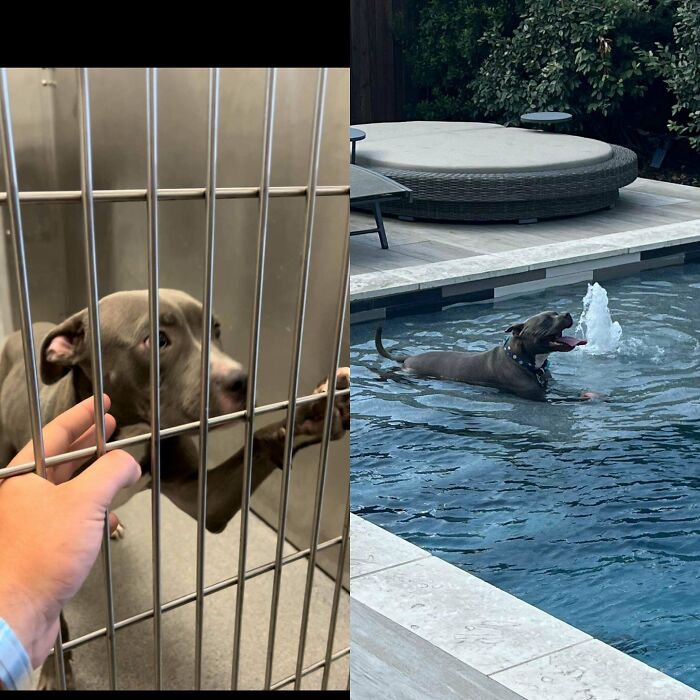 80 Heartwarming Before-And-After Pics Of Dogs Who Were Rescued At Their Worst (New Pics)