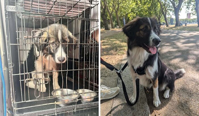 80 Heartwarming Before-And-After Pics Of Dogs Who Were Rescued At Their Worst (New Pics)