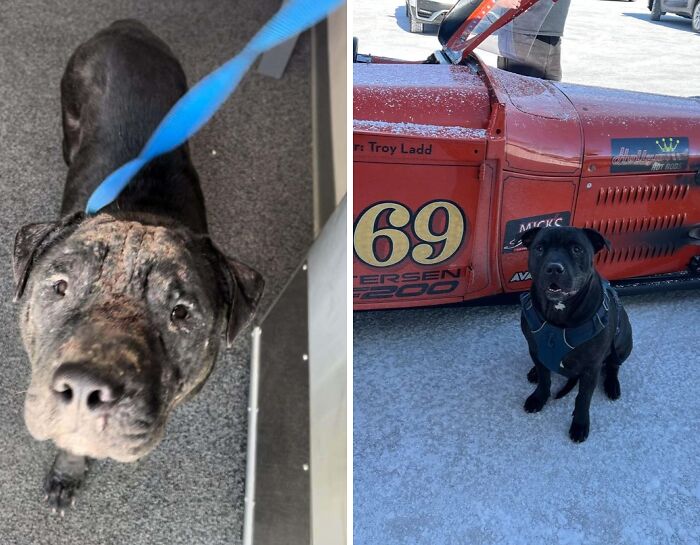 80 Heartwarming Before-And-After Pics Of Dogs Who Were Rescued At Their Worst (New Pics)