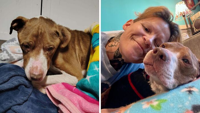 80 Heartwarming Before-And-After Pics Of Dogs Who Were Rescued At Their Worst (New Pics)