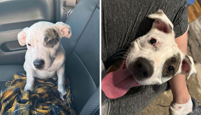 80 Heartwarming Before-And-After Pics Of Dogs Who Were Rescued At Their Worst (New Pics)