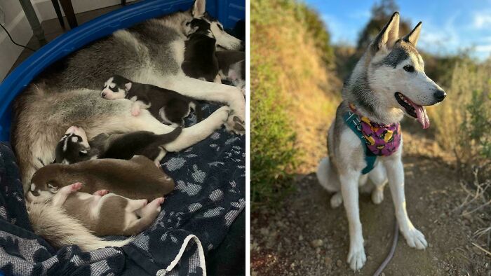 80 Heartwarming Before-And-After Pics Of Dogs Who Were Rescued At Their Worst (New Pics)