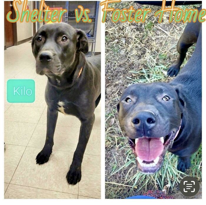 80 Heartwarming Before-And-After Pics Of Dogs Who Were Rescued At Their Worst (New Pics)