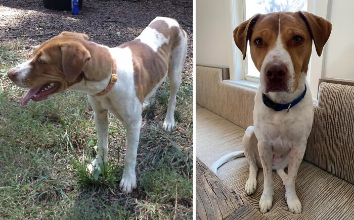 80 Heartwarming Before-And-After Pics Of Dogs Who Were Rescued At Their Worst (New Pics)